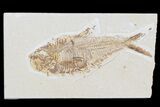 Lot: to Green River Fossil Fish - Pieces #81413-3